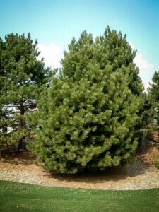 Сосна Чёрная (Pinus Nigra) купить по цене от 270.00р. в интернет-магазине «Посадика» с доставкой почтой в в Нарьян-Маре и по всей России – [изображение №1].