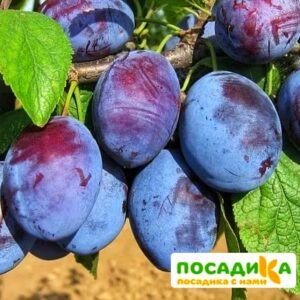 Слива Чачакская ранняя купить по цене от 229.00р. в интернет-магазине «Посадика» с доставкой почтой в в Нарьян-Маре и по всей России – [изображение №1].