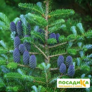 Пихта корейская (Abies koreana) купить по цене от 450.00р. в интернет-магазине «Посадика» с доставкой почтой в в Нарьян-Маре и по всей России – [изображение №1].