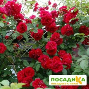 Роза плетистая Амадеус купить по цене от 399.00р. в интернет-магазине «Посадика» с доставкой почтой в в Нарьян-Маре и по всей России – [изображение №1].