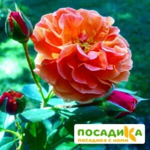 Роза Арабия купить по цене от 350.00р. в интернет-магазине «Посадика» с доставкой почтой в в Нарьян-Маре и по всей России – [изображение №1].