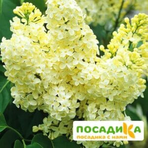 Сирень Примроуз (Primrose) купить по цене от 529.00р. в интернет-магазине «Посадика» с доставкой почтой в в Нарьян-Маре и по всей России – [изображение №1].