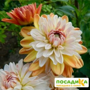 Георгина Коуп де Солейл (декоративная) купить по цене от 400р. в интернет-магазине «Посадика» с доставкой почтой в в Нарьян-Маре и по всей России – [изображение №1].