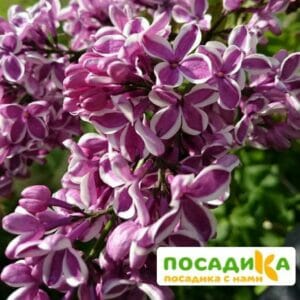 Сирень Сенсация купить по цене от 529.00р. в интернет-магазине «Посадика» с доставкой почтой в в Нарьян-Маре и по всей России – [изображение №1].