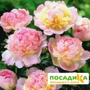 Пион Распберри Сандей (Paeonia Raspberry Sundae) купить по цене от 959р. в интернет-магазине «Посадика» с доставкой почтой в в Нарьян-Маре и по всей России – [изображение №1].