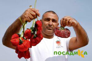 Клубника Гигант Джорнея купить по цене от 266р. в интернет-магазине «Посадика» с доставкой почтой в в Нарьян-Маре и по всей России – [изображение №1].