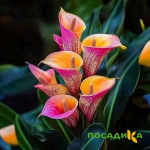 Калла Оникс купить по цене от 450р. в интернет-магазине «Посадика» с доставкой почтой в в Нарьян-Маре и по всей России – [изображение №1].