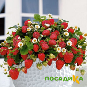 Клубника Рубиновый Шепот (горшечная) купить по цене от 240р. в интернет-магазине «Посадика» с доставкой почтой в в Нарьян-Маре и по всей России – [изображение №1].