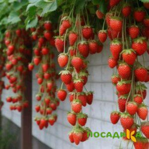 Клубника вьющаяся Комплимент купить по цене от 470р. в интернет-магазине «Посадика» с доставкой почтой в в Нарьян-Маре и по всей России – [изображение №1].