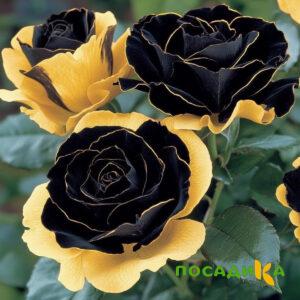 Роза Ханни Сикл купить по цене от 700р. в интернет-магазине «Посадика» с доставкой почтой в в Нарьян-Маре и по всей России – [изображение №1].