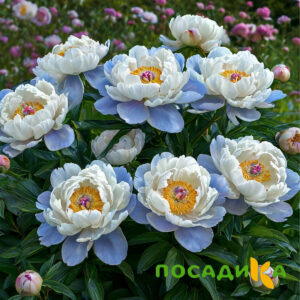 Пион акварельный Этюд купить по цене от 806р. в интернет-магазине «Посадика» с доставкой почтой в в Нарьян-Маре и по всей России – [изображение №1].