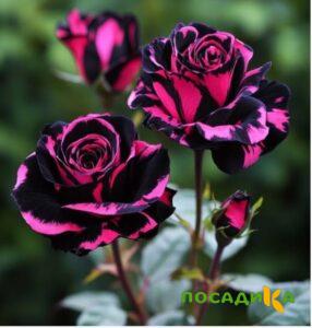 Роза Багровый Шепот купить по цене от 366р. в интернет-магазине «Посадика» с доставкой почтой в в Нарьян-Маре и по всей России – [изображение №1].