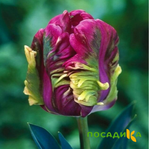 Тюльпан Экзотик Хэвен купить по цене от 186р. в интернет-магазине «Посадика» с доставкой почтой в в Нарьян-Маре и по всей России – [изображение №1].