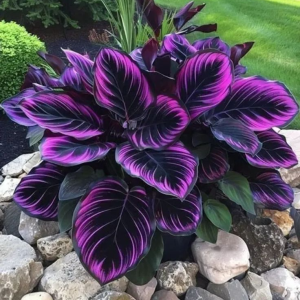 Хоста Люминоза купить по цене от 450р. в интернет-магазине «Посадика» с доставкой почтой в в Нарьян-Маре и по всей России – [изображение №1].