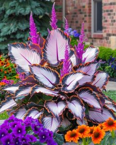 Хоста Кримэн Дрим купить по цене от 549р. в интернет-магазине «Посадика» с доставкой почтой в в Нарьян-Маре и по всей России – [изображение №1].