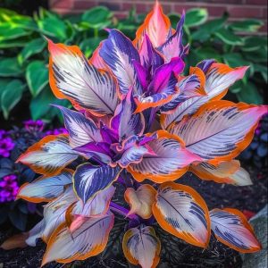 Хоста Эмеральд Тиара купить по цене от 602р. в интернет-магазине «Посадика» с доставкой почтой в в Нарьян-Маре и по всей России – [изображение №1].