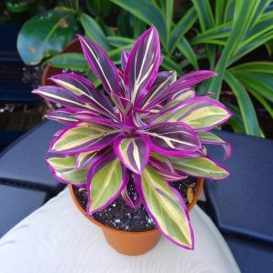 Хоста Сильвер Стик купить по цене от 650р. в интернет-магазине «Посадика» с доставкой почтой в в Нарьян-Маре и по всей России – [изображение №1].