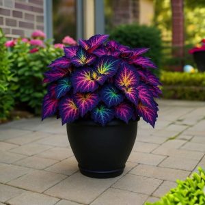 Хоста Фрости Блю купить по цене от 389р. в интернет-магазине «Посадика» с доставкой почтой в в Нарьян-Маре и по всей России – [изображение №1].