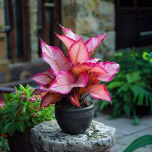 Хоста Розовая Симфония купить по цене от 800р. в интернет-магазине «Посадика» с доставкой почтой в в Нарьян-Маре и по всей России – [изображение №1].