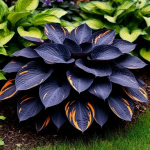 Хоста Умбра купить по цене от 349р. в интернет-магазине «Посадика» с доставкой почтой в в Нарьян-Маре и по всей России – [изображение №1].