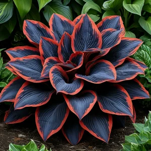 Хоста Солнечный Агат купить по цене от 440р. в интернет-магазине «Посадика» с доставкой почтой в в Нарьян-Маре и по всей России – [изображение №1].