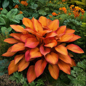 Хоста Солнечный Нектар купить по цене от 605р. в интернет-магазине «Посадика» с доставкой почтой в в Нарьян-Маре и по всей России – [изображение №1].