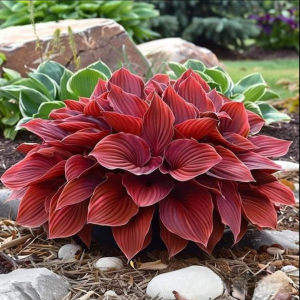 Хоста Рэд Эйнджл купить по цене от 549р. в интернет-магазине «Посадика» с доставкой почтой в в Нарьян-Маре и по всей России – [изображение №1].