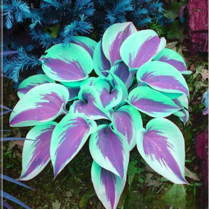 Хоста Висперин Бьюти купить по цене от 379р. в интернет-магазине «Посадика» с доставкой почтой в в Нарьян-Маре и по всей России – [изображение №1].