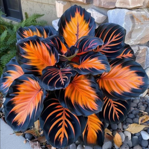 Хоста Сикрет Форест купить по цене от 601р. в интернет-магазине «Посадика» с доставкой почтой в в Нарьян-Маре и по всей России – [изображение №1].