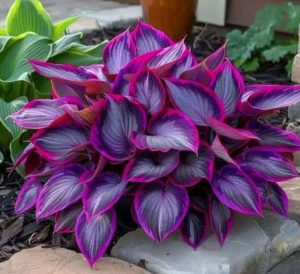 Хоста Сикрет Гарденс купить по цене от 549р. в интернет-магазине «Посадика» с доставкой почтой в в Нарьян-Маре и по всей России – [изображение №1].