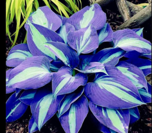 Хоста Аурелия купить по цене от 450р. в интернет-магазине «Посадика» с доставкой почтой в в Нарьян-Маре и по всей России – [изображение №1].